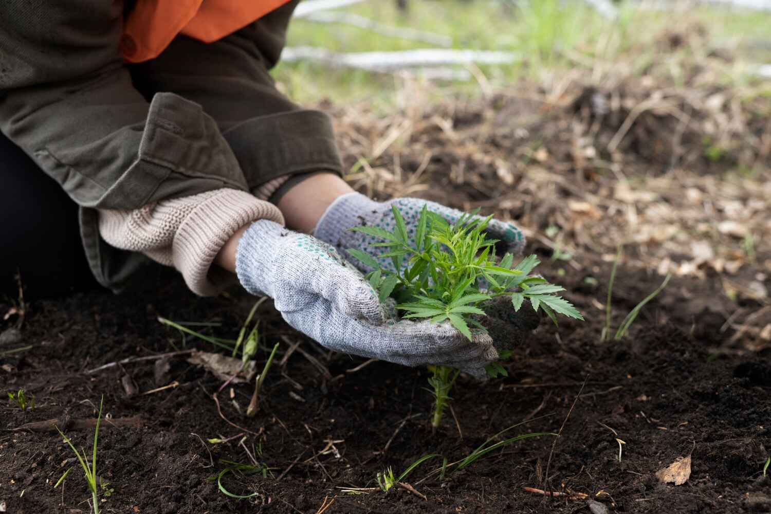 Professional Tree Service in Apollo Beach, FL